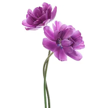 Tulip Flower